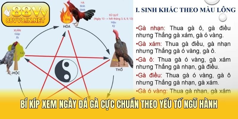 Bí kíp xem ngày đá gà cực chuẩn theo yếu tố ngũ hành