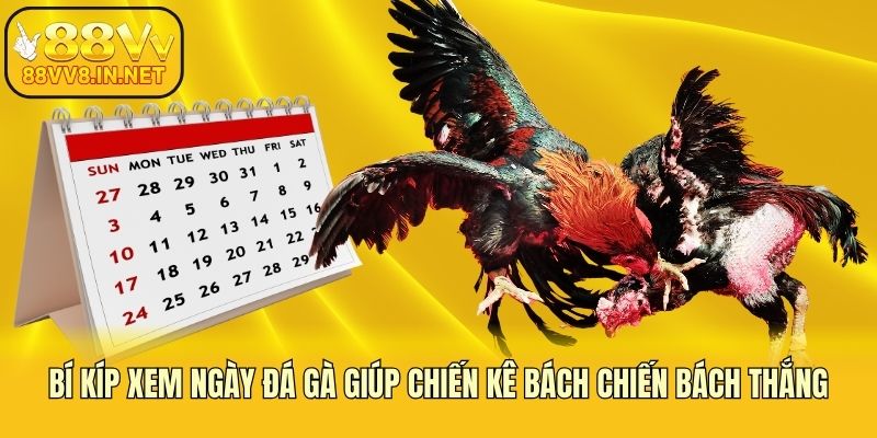 Bí Kíp Xem Ngày Đá Gà Giúp Chiến Kê Bách Chiến Bách Thắng