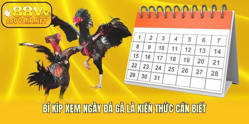 Bí kíp xem ngày đá gà là kiến thức cần biết