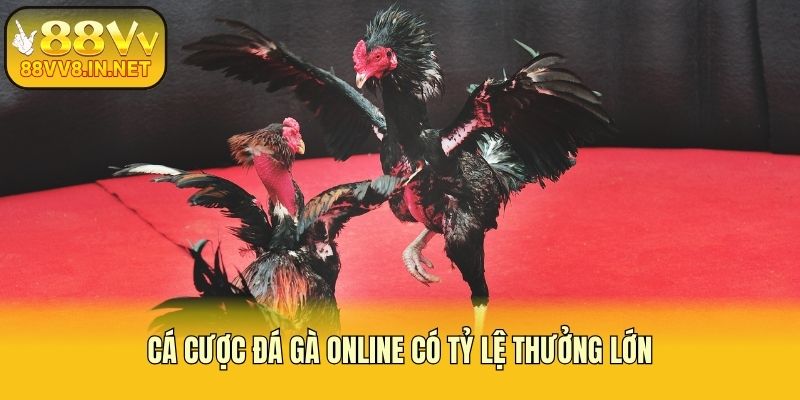 Cá cược đá gà online có tỷ lệ thưởng lớn