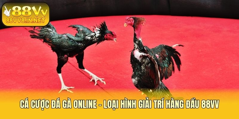Cá Cược Đá Gà Online - Loại Hình Giải Trí Hàng Đầu 88vv