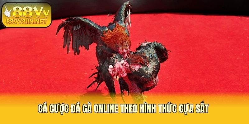 Cá cược đá gà online theo hình thức cựa sắt 