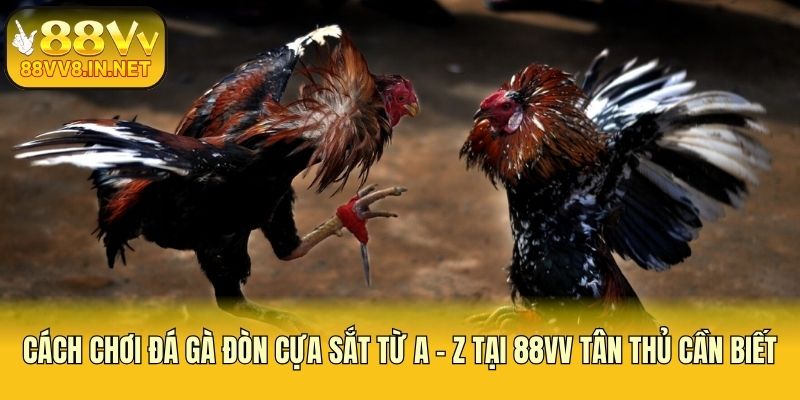Cách Chơi Đá Gà Đòn Cựa Sắt Từ A - Z Tại 88vv Tân Thủ Cần Biết