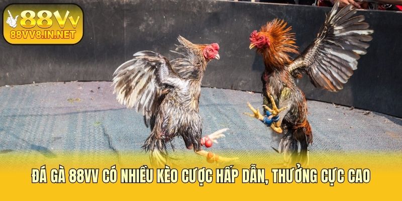 Đá gà 88vv có nhiều kèo cược hấp dẫn, thưởng cực cao