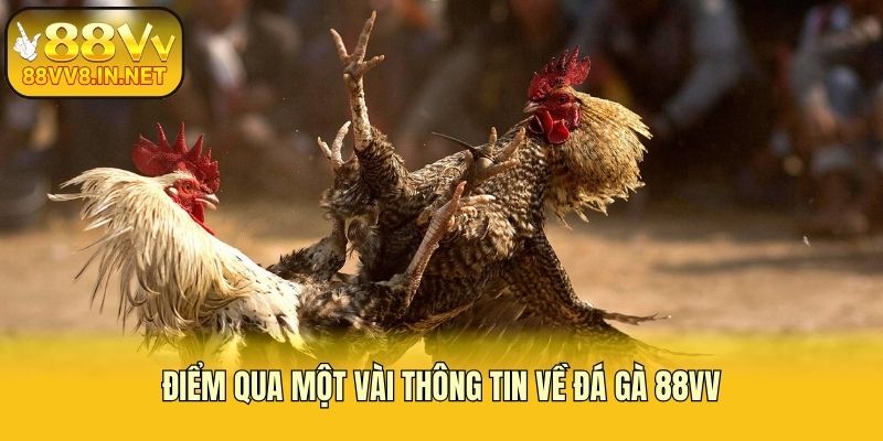 Điểm qua một vài thông tin về đá gà 88vv