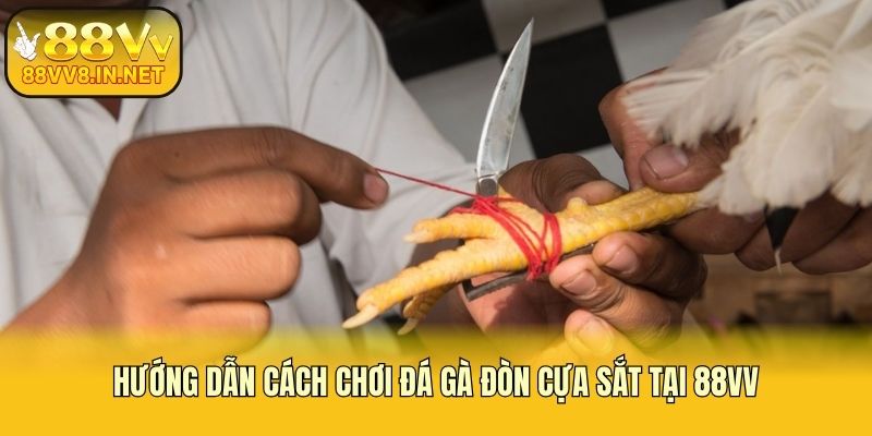 Hướng dẫn cách chơi đá gà đòn cựa sắt tại 88vv