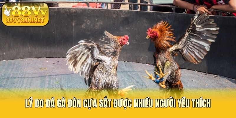 Lý do đá gà đòn cựa sắt được nhiều người yêu thích