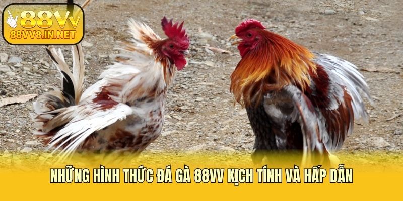 Những hình thức đá gà 88vv kịch tính và hấp dẫn